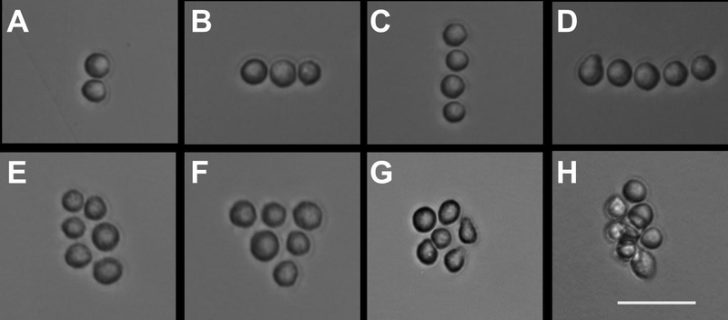 Illustration for article titled Acoustic Tweezers Can Rearrange Your Cells into Geometric Patterns